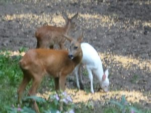 Trio familial Albinos 1