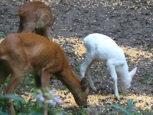 Trio familial Albinos 2