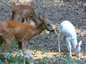 Trio familial Albinos 3