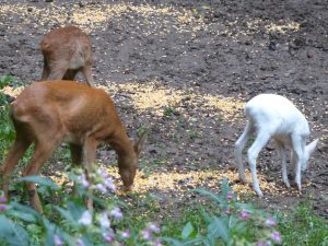 Trio familial Albinos 4