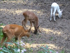 Trio familial Albinos 5