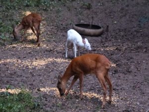 Trio familial Albinos 0