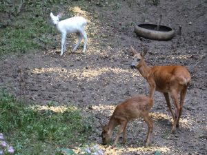 Trio familial Albinos
